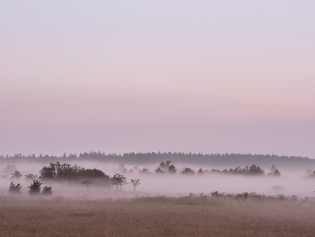 Jalhay - brume sur la Fagne - © Laurent Grenier