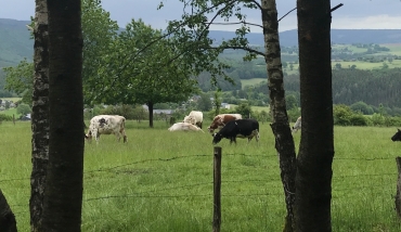 Trail à Stoumont - Parcours noir