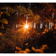 Jalhay - la forêt en feu - © Laurent Grenier