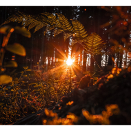 Extratrail Jalhay quand le soleil rougeoie © Laurent Grenier