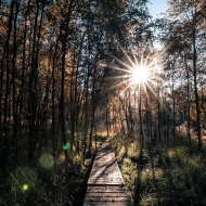 Jalhay - éclat de soleil en forêt - © Laurent Grenier