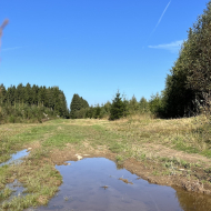 Trail à Stoumont, sur le plateau fagnard