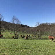 Extratrail Theux trailrunning in Ardennes Belgium - Polleur